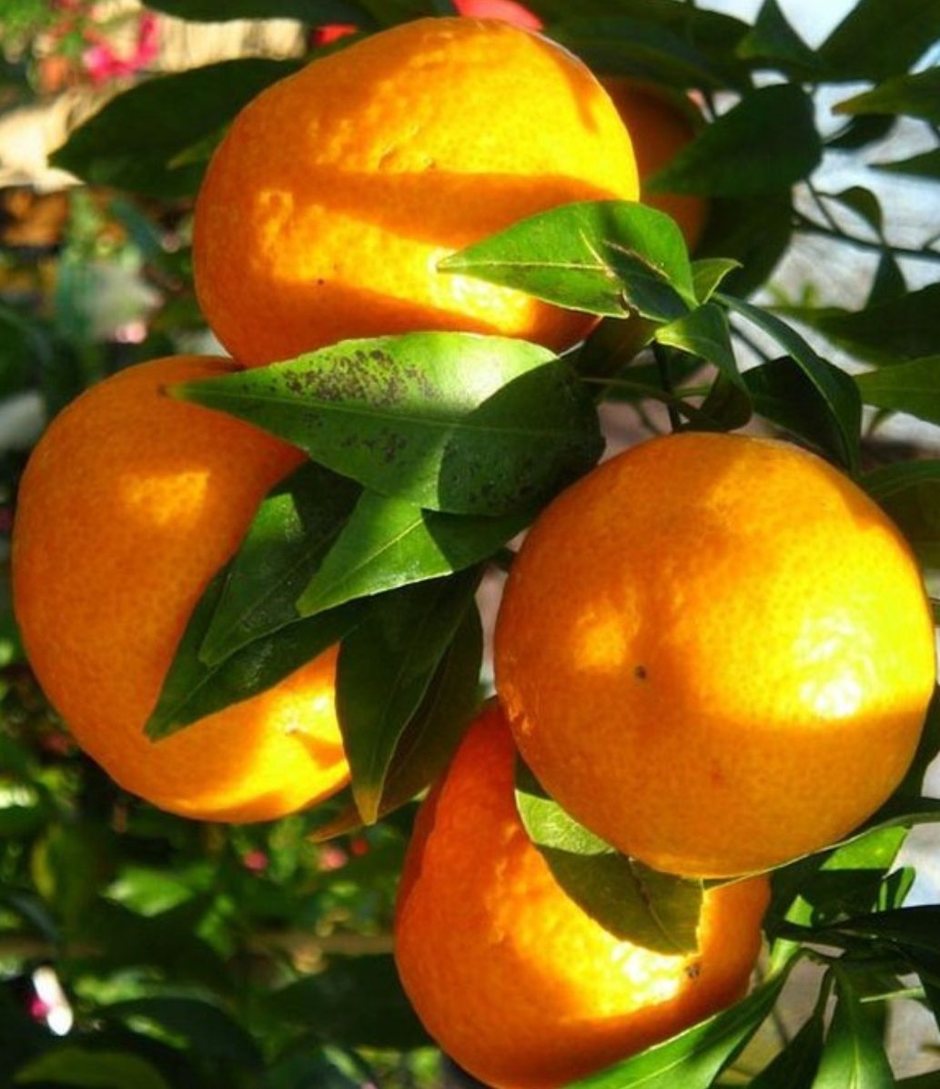 Limões, laranjas da baía e tangerinas