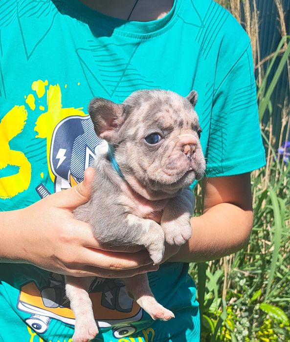 Вязка французский бульдог