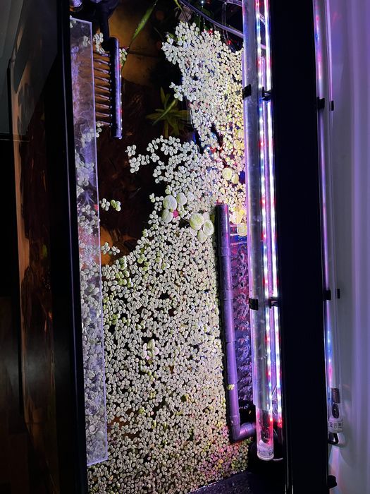 Rosliny plywajace do akwarium salvinia i limnobium