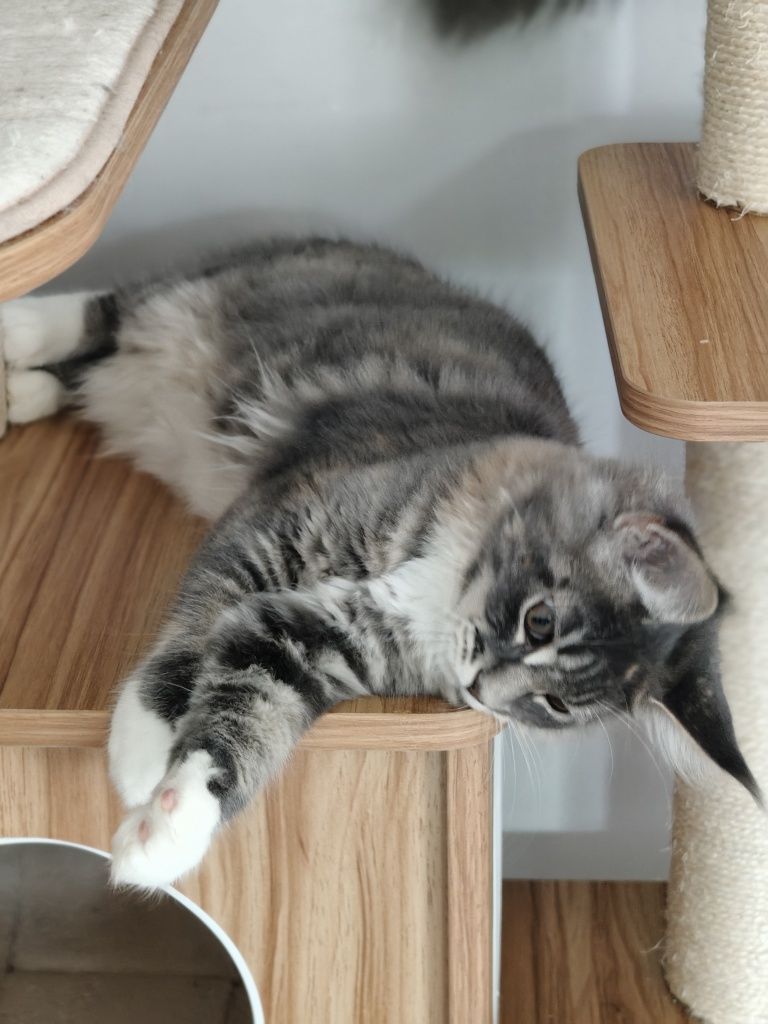 Kotka Kimi Maine coon