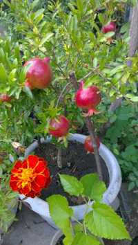 Цветок комнатный Гранат цветущий и с плодами - Punica granatum Nana