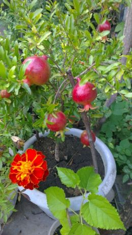 Цветок комнатный Гранат цветущий и с плодами - Punica granatum Nana