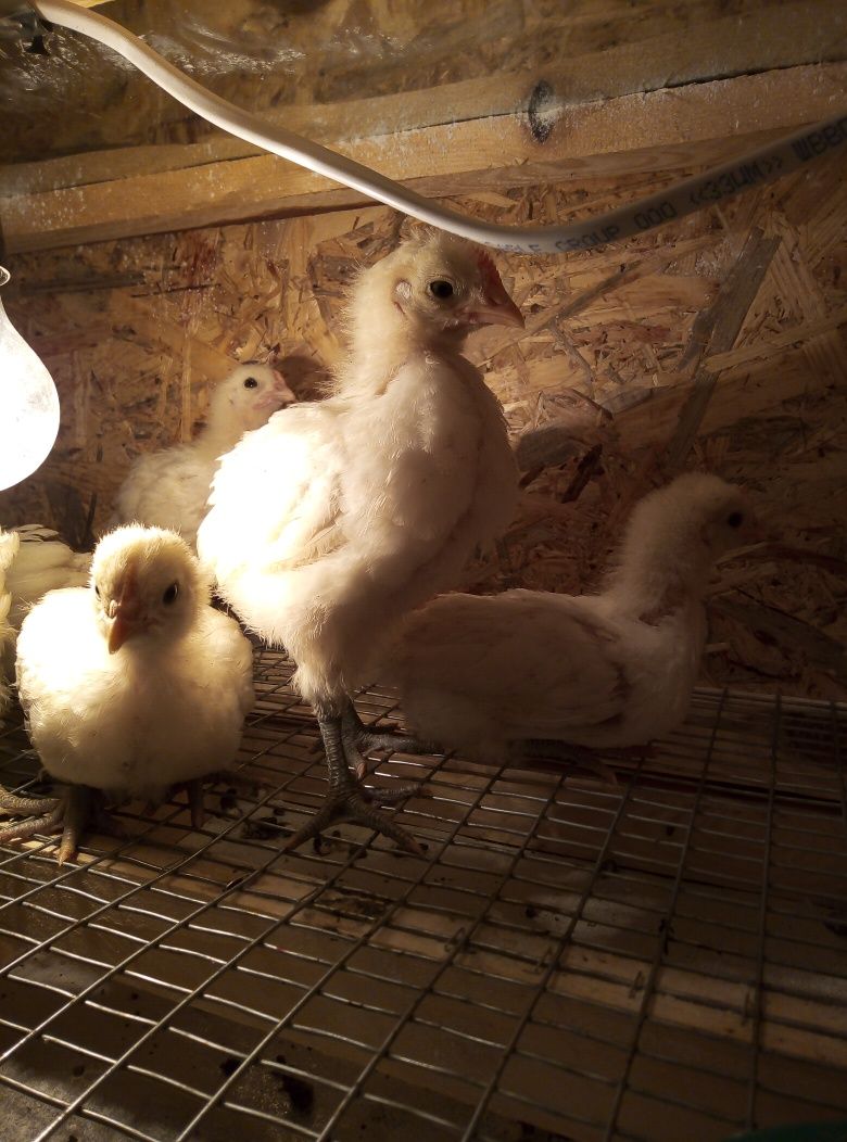 Кури цыплята Бресс Гальский инкубационное яйцо