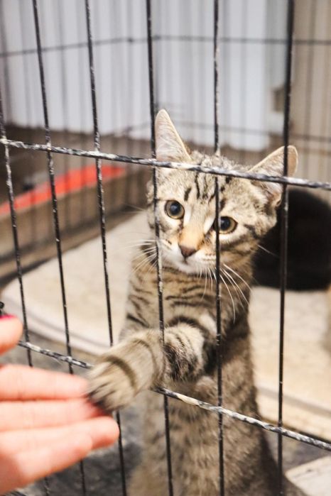 Koty do adopcji pilne