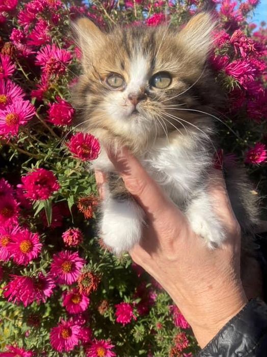 Терміново!!!Кошенятка шукають люблячу родину!!