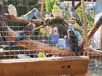 Papugi faliste-młode,kilku miesięczne