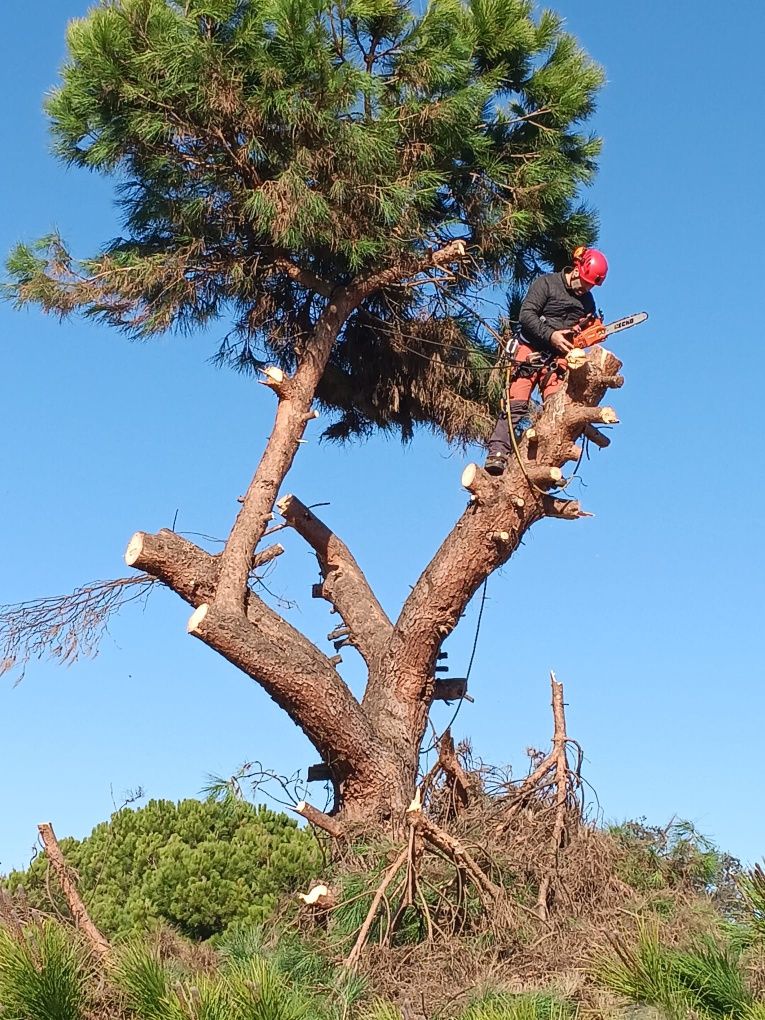 Corte e abate de árvores com elevado grau de perigosidade.