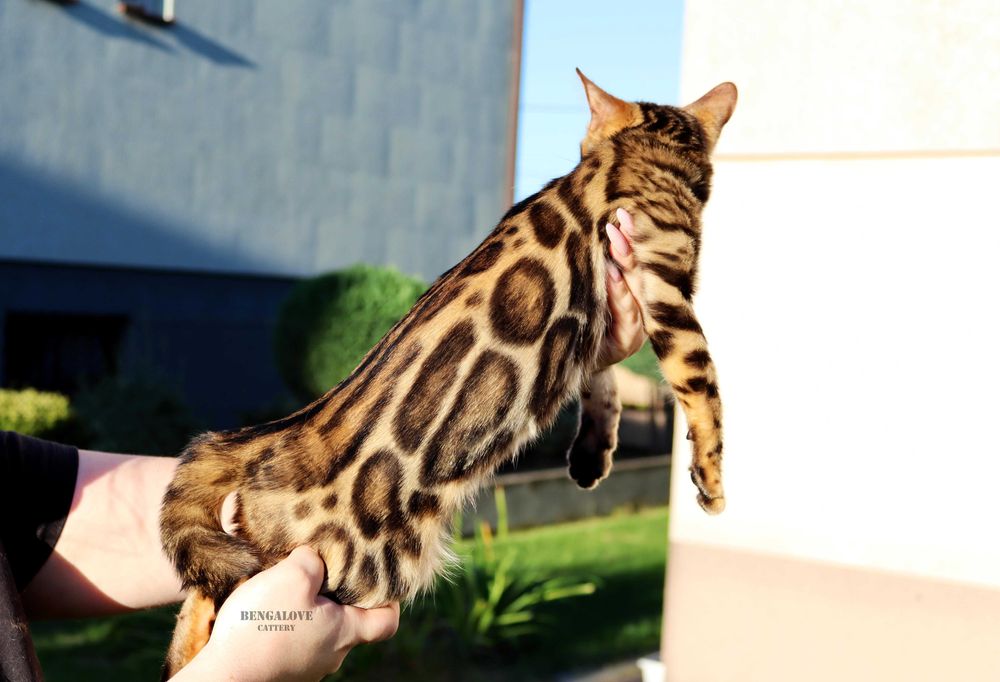 Dziewczyna bengalska do hodowli. Złoty kolor