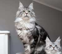 Koteczka Maine coon