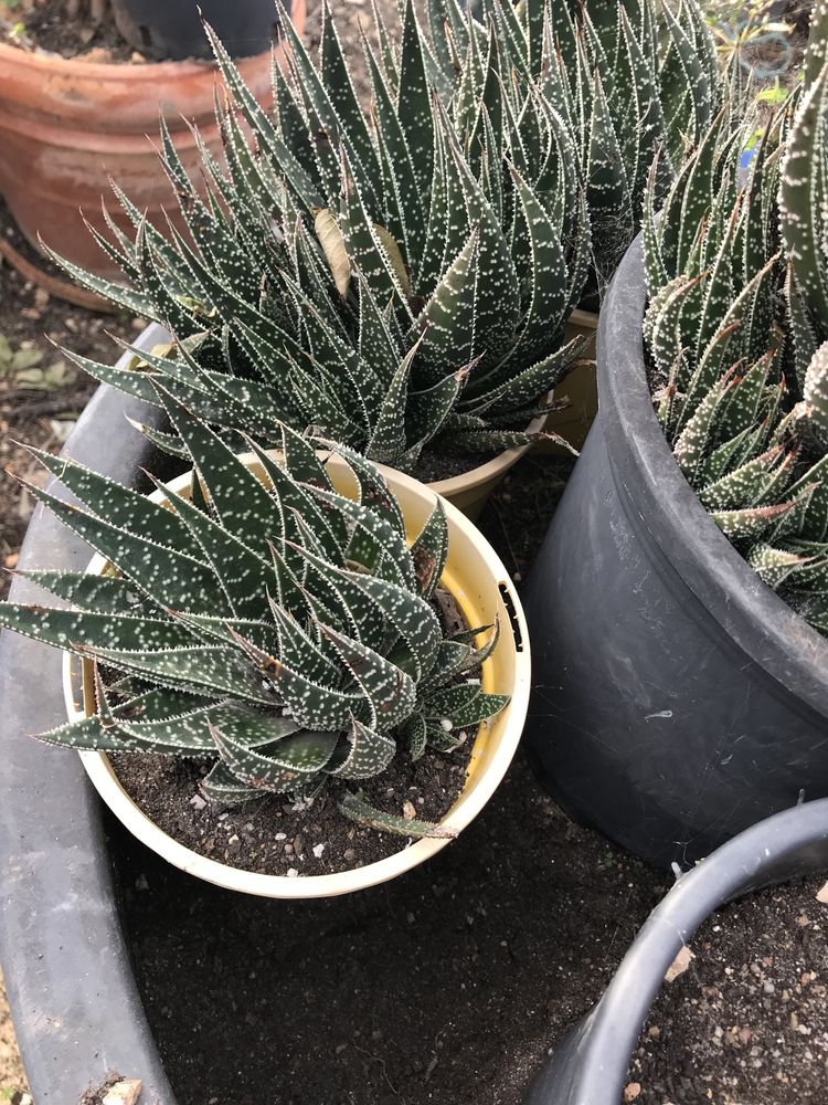 Suculentas Aloe aristata de tamanhos variados