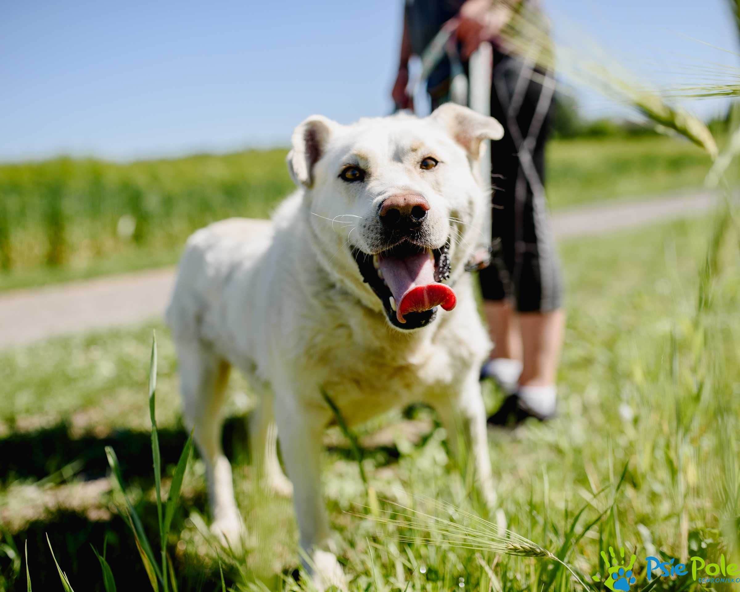 Carlos - młody, energiczny pies mix labrador SCHRONISKO