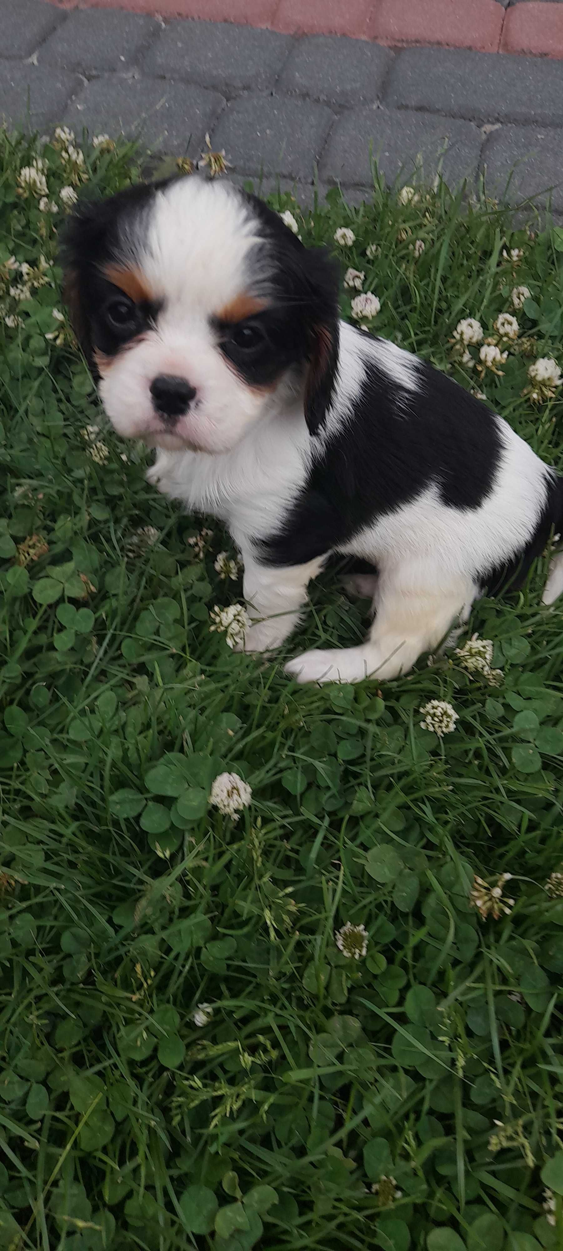 Suczka Cavalier king charles spaniel