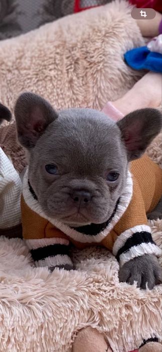 Мальчик французик  в голубом окрасе