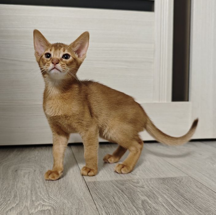 Продам абиссинских котят