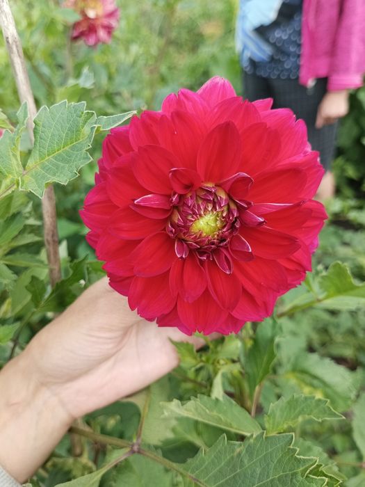 Георгіни,жоржини(георгины,жоржыны)