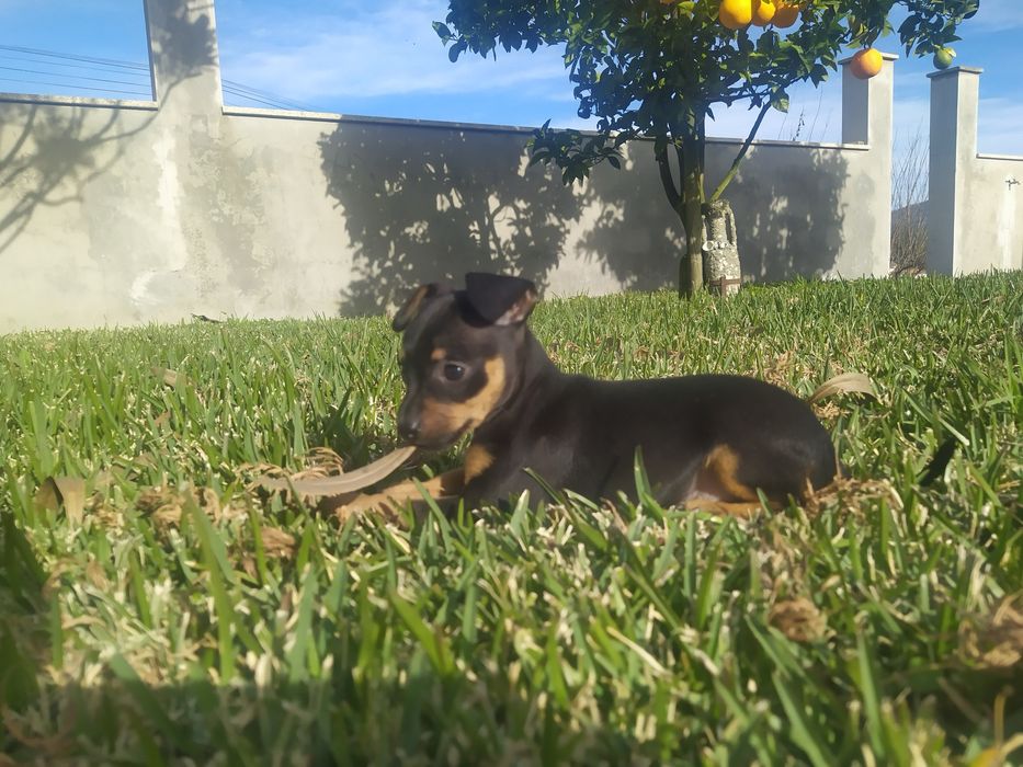 Pinscher Miniatura