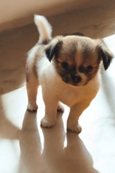 Chihuahua Piesek Długowłosy ZKwP