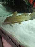 Auchenoglanis occidentalis(Girafe Catfish)