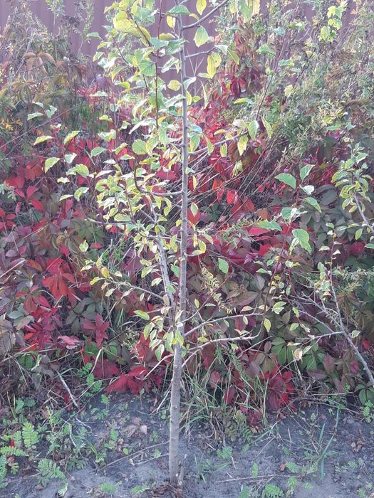 Продам саженцы сливы угорки 3-хлетки