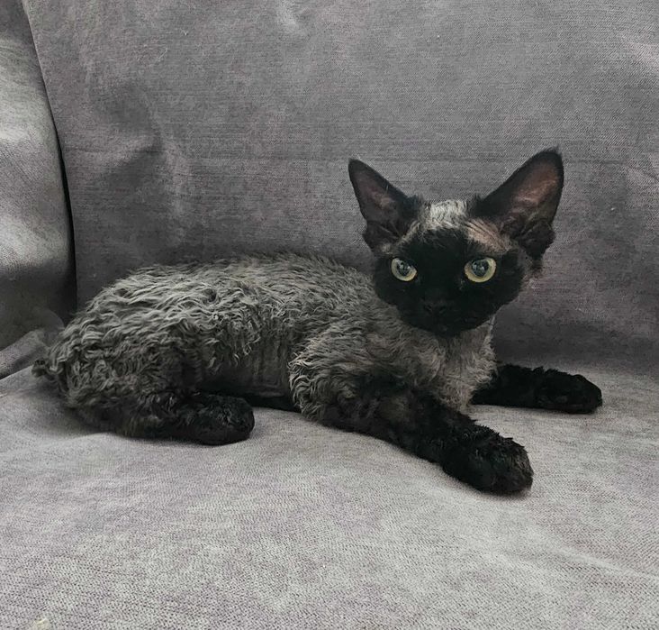 Kotka Devon Rex, FPL