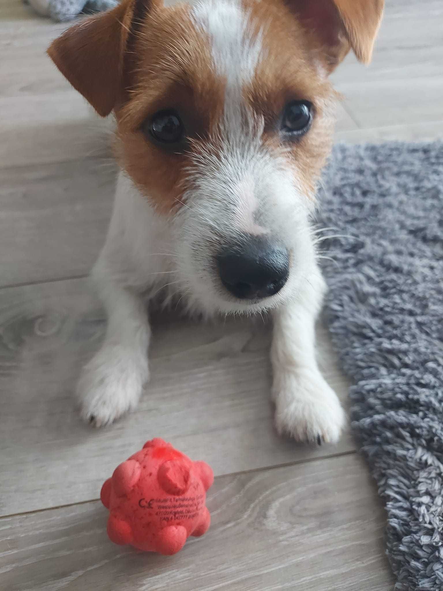 Jack Russell Terrier piesek biało- brązowy sierść złamana DONALD