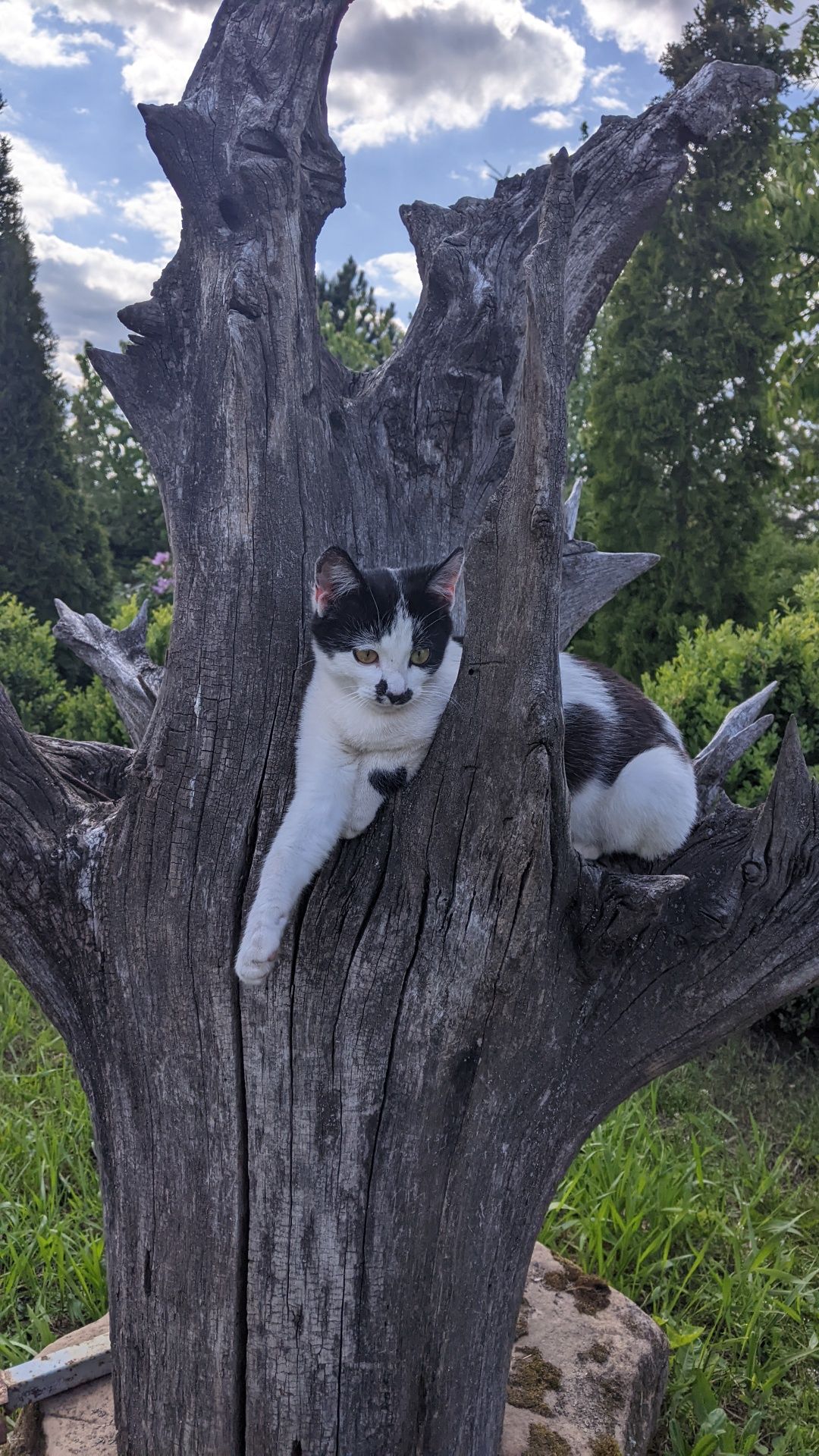 Отдам котят в хорошие руки бесплатно.