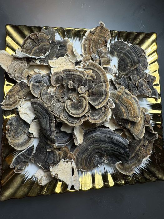 Траметис різнобарвний 100 грам