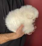 Szpic miniaturowy Pomeranian
