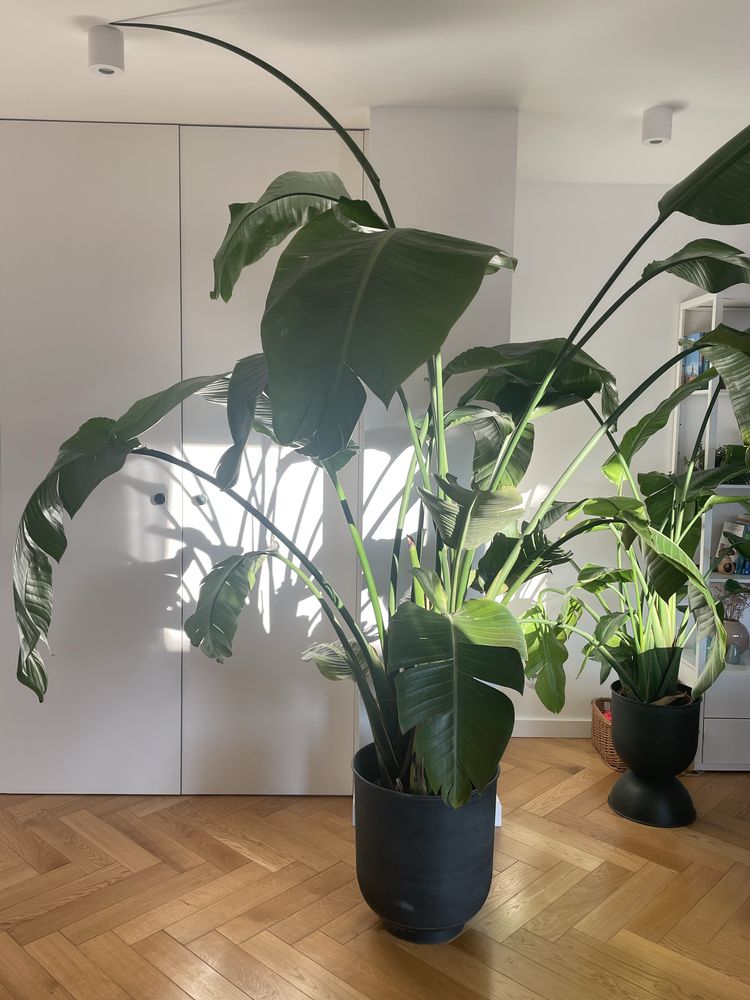 Strelicia Strelitzia Nicolai rajski ptak
