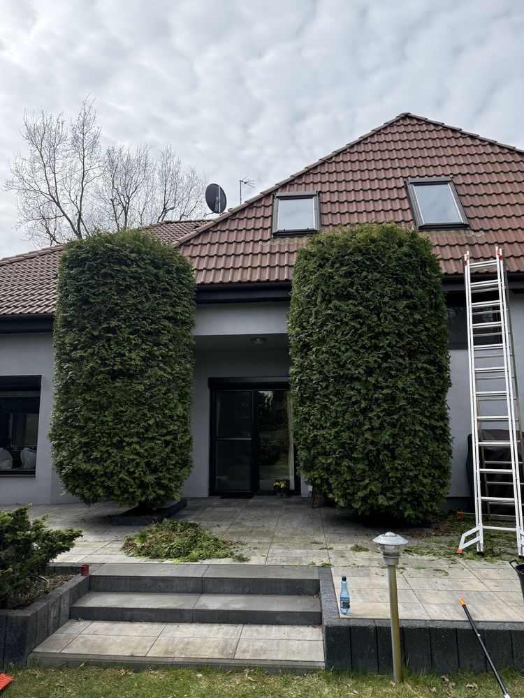 Czyszczenie działek Podnośnik koszowy Wycinka drzew przycinanie tui