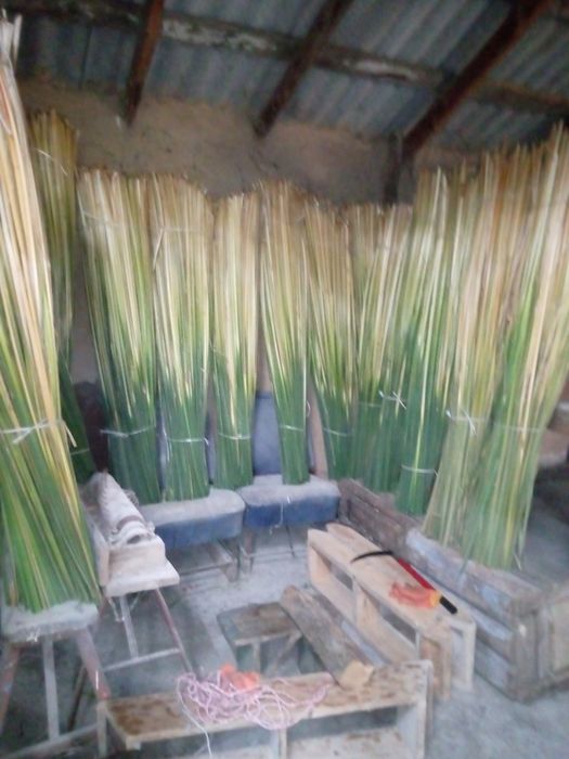 Продам рогоз цього річний є п'ядесят снопів