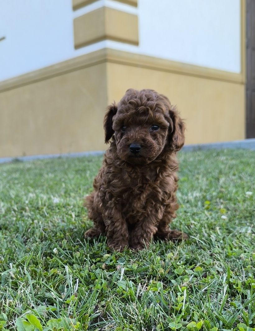 Pudel toy Red Brown linia chińska