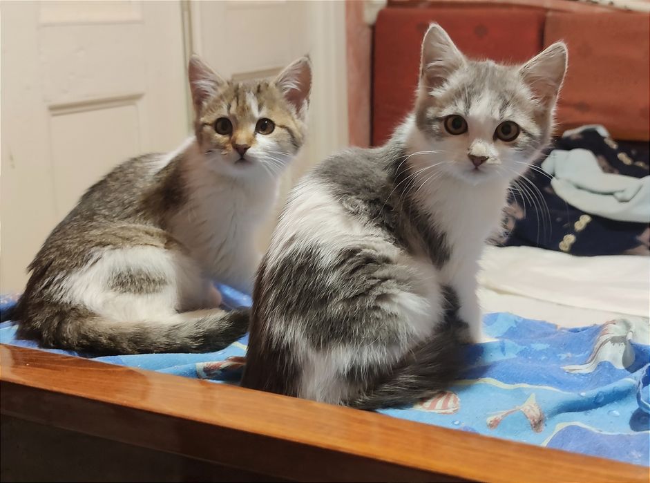 Отдам_ кошки_ котята_ люся