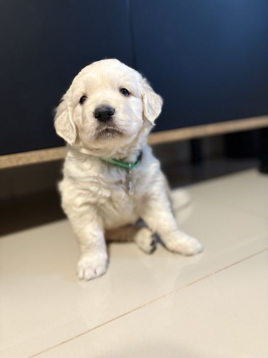 Golden retriver Chłopczyk