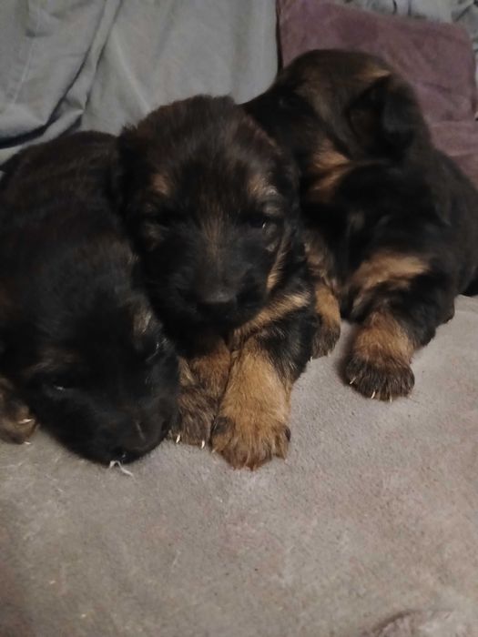 Owczarek Niemiecki Busko -Zdrój Szczeniak