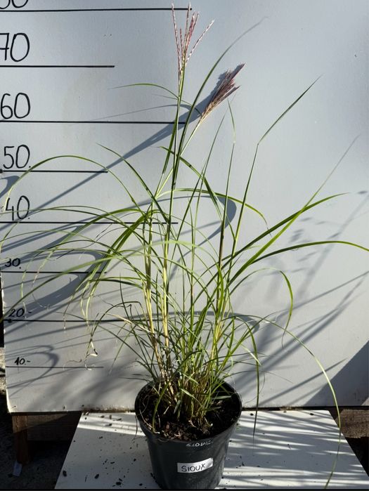 Miskant chiński sioux 2l