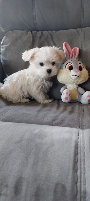 Maltańczyk  piękny biały bez przebarwień