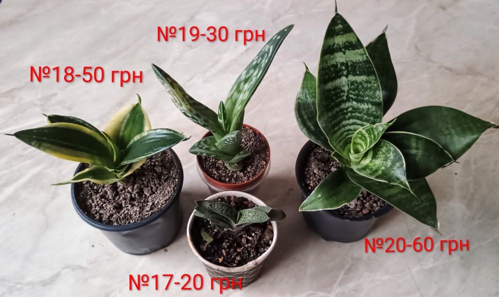 Сукуленти. Красула. Седум. Каланхоє. Алоє. Сансевієрія.