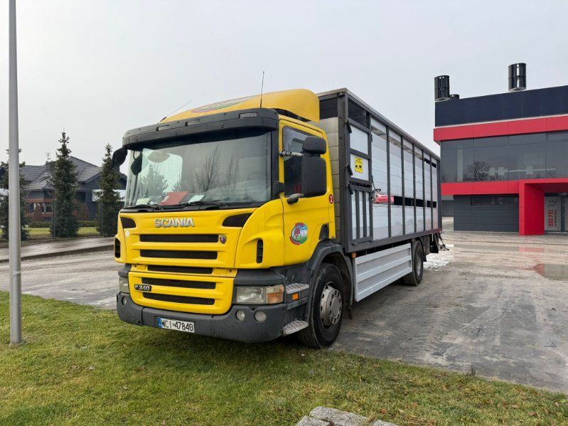 Scania P340  SCANIA do przewozu zwierząt. P340 2005r.