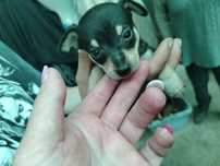 Lindo menina Pincher