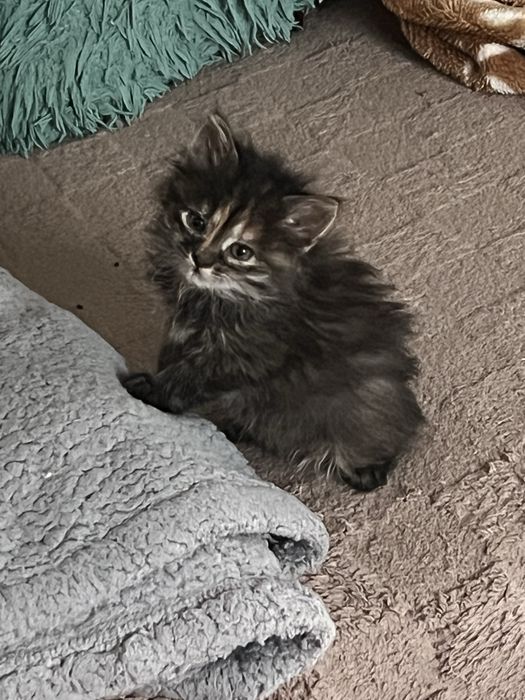 Кицюня дуже красива