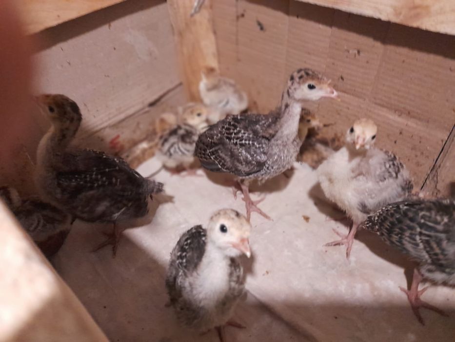 Продам маленьких індичат