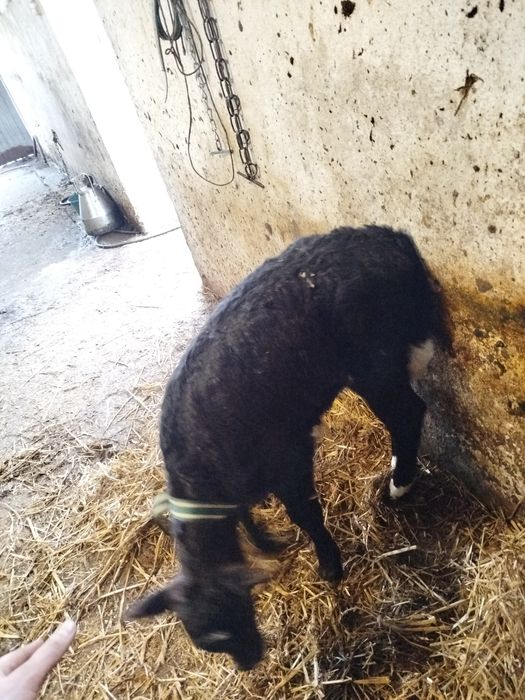 Jałoszka mięsna około dwutygodniowa