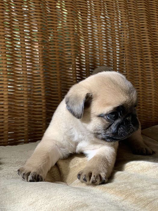 Бомбезні  мопсики