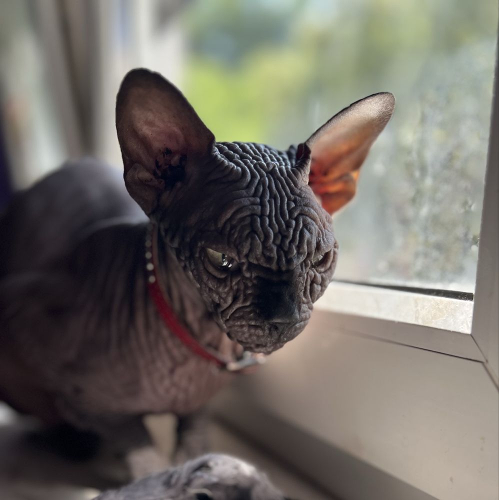 Wyjątkowa czarna mega ZMARSZCZKI • Kotka Sphynx Jagódka • GrandFaraon