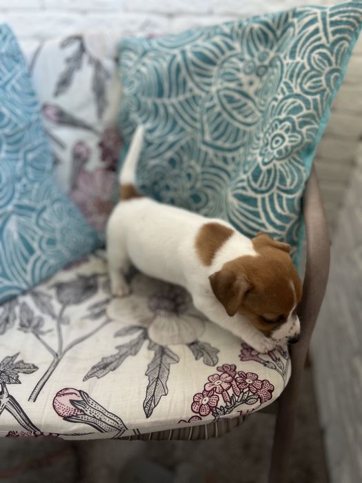 Пропоную щеняток Джек Рассел