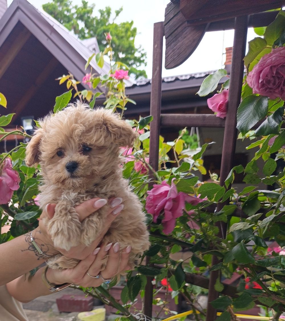 Szczeniak Maltipoo
