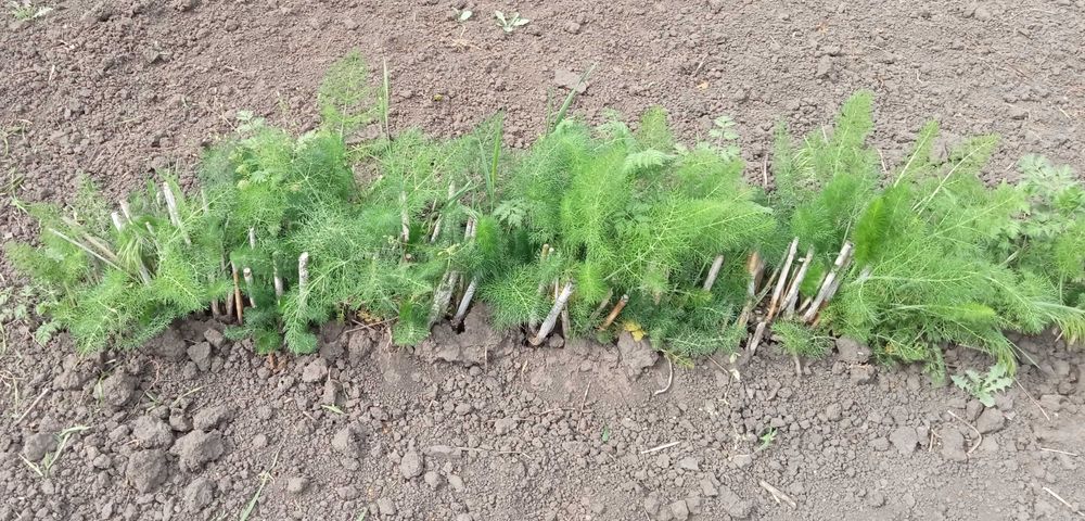 Саженцы Фенхеля обыкновенного "Сладкий укроп"