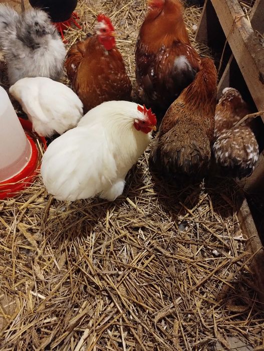 Koguty kochin miniaturowy