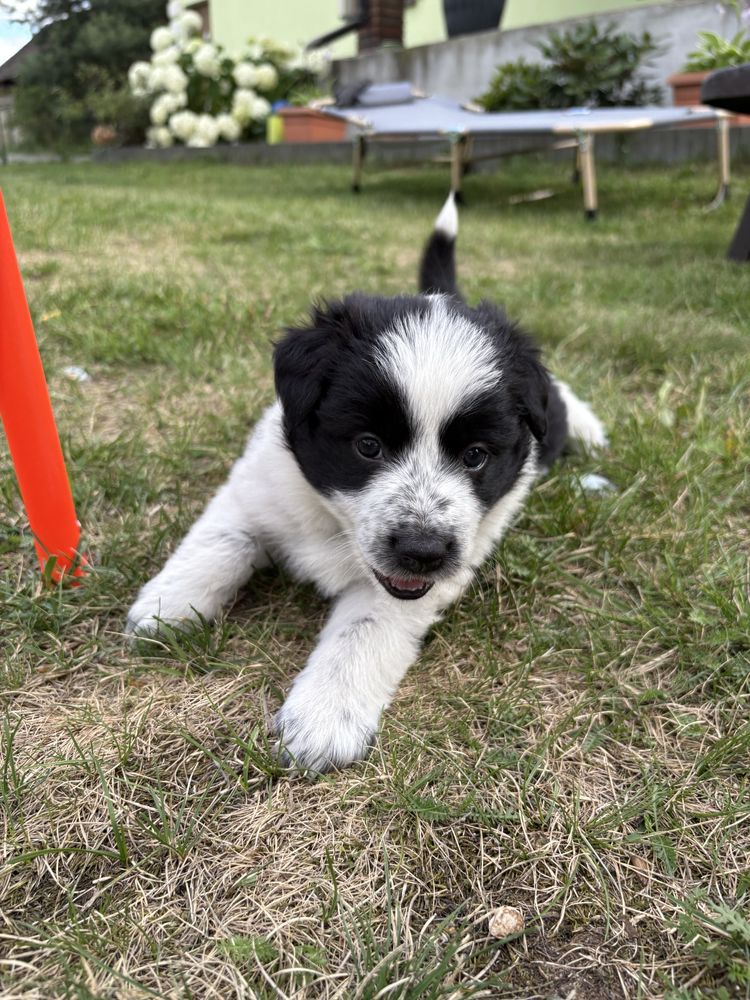 Border Collie czarno-biała suczka